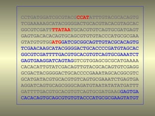 CCTGATGGATCGCGTACGCCATATTTGTACGCACAGTG
TCGAAAAAGCATACGGGGACTGCACGTACACGTAGCAC
GGCGTCGATTTTATAATGCACGTGTCAGTGCGATGAGT
GAGTGACACACAGTGCAGCGTGTGTACCCATGCGCGAA
GTATGTGTGGATGGATCGCGGCAGTTGTACGCACAGTG
TCGAACAAGCATACGGGGACTGCACCCCGATGTAGCAC
GGCGTCGATTTTGACGTGCACGTGTCAGTGCGAAATCT
GAGTGAAGGATCAGTAGGTCGTGGAGCGCGCATGAAAA
CACACATTGTATCGACAGTTGTACGCACAGTGTCGAGG
GCGACTACGGGGACTGCACCCCGAAATAGCACGGCGTC
GCATGATACGTGCACGTGTCAGTGCGAAATCTGAGTGA
AGGATCAGTGCAGCGGGCAGATGTAATATATATGATTT
GATTTTGACGTGCACGTGTCAGTGCGATGAAGGAGTGA
CACACAGTGCAGCGTGTGTACCCATGCGCGAAGTATGT
 