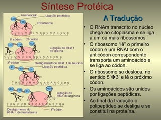 Síntese Protéica
                 A Tradução
         • O RNAm transcrito no núcleo
           chega ao citoplasma e se liga
           a um ou mais ribossomos.
         • O ribossomo “lê” o primeiro
           códon e um RNAt com o
           anticódon correspondente
           transporta um aminoácido e
           se liga ao códon.
         • O ribossomo se desloca, no
           sentido 5’3’ e lê o próximo
           códon.
         • Os aminoácidos são unidos
           por ligações peptídicas.
         • Ao final da tradução o
           polipeptídeo se desliga e se
           constituí na proteína.
 