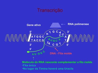 Transcrição

   Gene ativo                          RNA polimerase

     5’               T G CA C         3’
                    A      3’
      ATGGC                        A
                    AU
      TACCG                GC A    T
                    TA
     3’                   C G T      5’
     5’
                C



          AU GG          DNA - Fita molde


Molécula de RNA nascente complementar a fita molde
•Fita única
•No lugar da Timina haverá uma Uracila
 