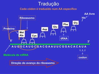 Tradução
           Cada códon é traduzido num AA específico
                                                         AA livre
           Ribossomo                                   His

                                                Gly
                                         Phe
                                  Glu
Proteína                  Asp
           Met
           Ala     Cys
                                        tRNA
    5’                                                        3’
     AUGGCAUGCGACGAAUUCGGACACAUA


Molécula de mRNA
                                                      codon

     Direção do avanço do ribossomo
 