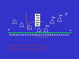 Ile
            Met               His
            Ala         Gly
            Cys
            Asp
            Glu
                  Phe

5’                                        3’
 AUGGCAUGCGACGAAUUCGGACACAUA
 