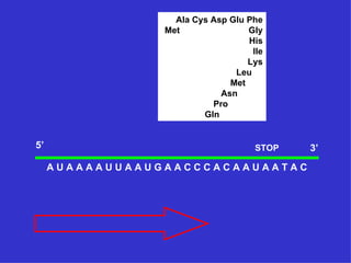Ala Cys Asp Glu Phe
                 Met               Gly
                                   His
                                    Ile
                                   Lys
                                Leu
                               Met
                             Asn
                           Pro
                         Gln


5’                                   STOP   3’
     AUAAAAUUAAUGAACCCACAAUAATAC
 