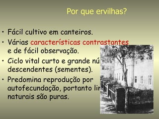 Por que ervilhas?

• Fácil cultivo em canteiros.
• Várias características contrastantes
  e de fácil observação.
• Ciclo vital curto e grande número de
  descendentes (sementes).
• Predomina reprodução por
  autofecundação, portanto linhagens
  naturais são puras.
 
