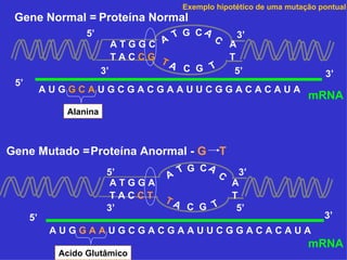 Exemplo hipotético de uma mutação pontual
 Gene Normal = Proteína Normal
                   5’               T G CA C         3’
                           ATGGC A                  A
                           TACCG T                  T
                                   A C G T
                        3’                           5’                   3’
 5’
           AUGGCAUGCGACGAAUUCGGACACAUA
                                                                      mRNA
              Alanina



Gene Mutado =Proteína Anormal - G               T
                         5’          T G CA C         3’
                                   A
                          ATGGA                     A
                          TACCT   TA                T
                         3’             C G T        5’
      5’                                                                  3’
            AUGGAAUGCGACGAAUUCGGACACAUA
                                                                      mRNA
             Acido Glutâmico
 