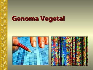 Genoma Vegetal
 