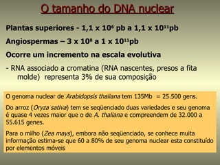 O tamanho do DNA nuclear
Plantas superiores - 1,1 x 106 pb a 1,1 x 1011pb
Angiospermas – 3 x 108 a 1 x 1011pb
Ocorre um incremento na escala evolutiva
- RNA associado a cromatina (RNA nascentes, presos a fita
   molde) representa 3% de sua composição

O genoma nuclear de Arabidopsis thaliana tem 135Mb = 25.500 gens.
Do arroz (Oryza sativa) tem se seqüenciado duas variedades e seu genoma
é quase 4 vezes maior que o de A. thaliana e compreendem de 32.000 a
55.615 genes.
Para o milho (Zea mays), embora não seqüenciado, se conhece muita
informação estima-se que 60 a 80% de seu genoma nuclear esta constituído
por elementos móveis
 