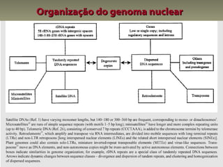 Organização do genoma nuclear
 