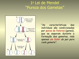 1a Lei de Mendel
“Pureza dos Gametas”



        “As     características  dos
        indivíduos são condicionadas
        por pares de fatores (genes),
        que se separam durante a
        formação dos gametas, indo
        apenas um fator do par para
        cada gameta”.
 