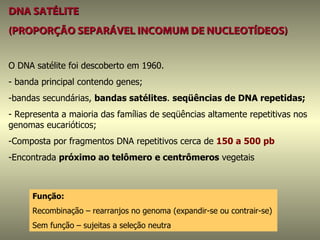 DNA SATÉLITE
(PROPORÇÃO SEPARÁVEL INCOMUM DE NUCLEOTÍDEOS)


O DNA satélite foi descoberto em 1960.
- banda principal contendo genes;
-bandas secundárias, bandas satélites. seqüências de DNA repetidas;
- Representa a maioria das famílias de seqüências altamente repetitivas nos
genomas eucarióticos;
-Composta por fragmentos DNA repetitivos cerca de 150 a 500 pb
-Encontrada próximo ao telômero e centrômeros vegetais



      Função:
      Recombinação – rearranjos no genoma (expandir-se ou contrair-se)
      Sem função – sujeitas a seleção neutra
 