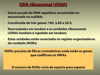 DNA ribossomal (rDNA)
- Outra porção do DNA repetitivo encontrado no
  encontrado no nuDNA;
- Constituida de três genes: 18S, 5,8S e 26 S;
- Rearranjados em tandem e as unidades ribossomais
  (rDNA) também é repetido em tandem;
- Estas unidades estão associadas às regiões organizadoras
  do nucléolo (NORs)

NORs: porções de fibras cromatínicas onde estão os genes
                que codificam os rRNAs


     O número de NORs varia de espécie para espécie
 