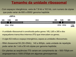 Tamanho da unidade ribossomal
- Com espaços intergênicos, varia de 7,8 kb a 18,5 kb, com numero de cópias
   que pode variar de 600 a 8500/ genoma haplóide




- A unidade ribossomal é constituída pelos genes 18S, 5,8S e 28S e dos
  espaçadores transcritos internos (ITS) que intercalam os genes;
- A sigla IGS indica o espaço intergênico, separa as unidades ribossomais;

- RNA ribossomal 5S (5S rDNA); 140 a 900pb, cada unidade de repetição
  pode variar de 1 mil a 50 mil cópias por genoma haplóide;

- Em plantas as seqüências ITS variam em comprimento de ≈ 500-700pb em
  angiospermas e 1500-3700pb em algumas gimnospermas
 