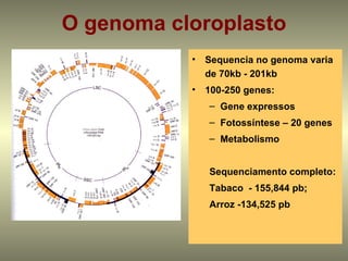 O genoma cloroplasto
           •   Sequencia no genoma varia
               de 70kb - 201kb
           •   100-250 genes:
               – Gene expressos
               – Fotossíntese – 20 genes
               – Metabolismo


               Sequenciamento completo:
               Tabaco - 155,844 pb;
               Arroz -134,525 pb
 