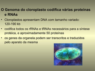 O Genoma do cloroplasto codifica várias proteínas
  e RNAs
• Cloroplastos apresentam DNA com tamanho variado:
  120-190 kb
• codifica todos os rRNAs e tRNAs necessários para a síntese
  protéica, e aproximadamente 50 proteínas
• os genes da organela podem ser transcritos e traduzidos
  pelo aparato da mesma
 