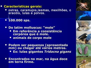    Características gerais:
      ostras, caramujos,lesmas, mexilhões, c
       aracóis, lulas e polvos.

       100.000 sps.

       Do latim molluscus: “mole”
         Em referência a consistência
          corpórea que é mole.
         animais de corpo mole


       Podem ser pequenos (apresentado
        mm) ou chegar até vários metros.
          Ex: lulas gigantes Tridacna gigans


       Encontrados no mar, na água doce
        em terra firme.
 