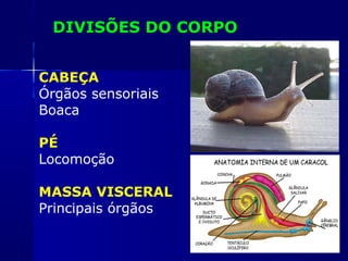 DIVISÕES DO CORPO


CABEÇA
Órgãos sensoriais
Boaca

PÉ
Locomoção

MASSA VISCERAL
Principais órgãos
 