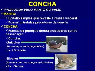 CONCHA
 PRODUZIDA PELO MANTO OU PÁLIO
MANTO:
   Epitélio simples que reveste a massa visceral
   Possui glândulas produtoras da concha
CONCHA:
   Função de proteção contra predadores contra
   dessecação
   Concha:
   -Univalve
   (formada por uma peça única).
   Ex: Caracóis.

   -Bivalve
   (formada por duas peças articuladas).
   - Ex: Ostras.
 