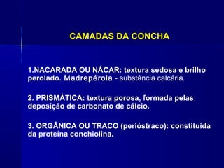 CAMADAS DA CONCHA


1.NACARADA OU NÁCAR: textura sedosa e brilho
perolado. Madrepérola - substância calcária.

2. PRISMÁTICA: textura porosa, formada pelas
deposição de carbonato de cálcio.

3. ORGÂNICA OU TRACO (perióstraco): constituída
da proteína conchiolina.
 