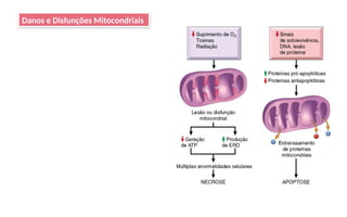 Danos e Disfunções Mitocondriais
 
