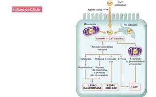 Influxo de Cálcio
 