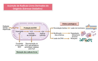 Acúmulo de Radicais Livres Derivados do
Oxigênio (Estresse Oxidativo)
 