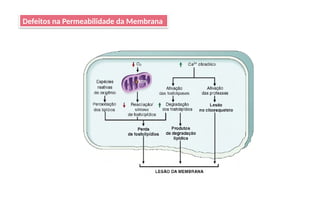 Defeitos na Permeabilidade da Membrana
 