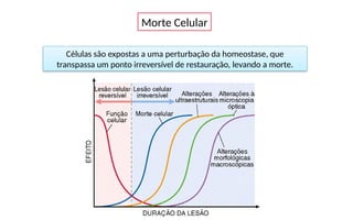 Células são expostas a uma perturbação da homeostase, que
transpassa um ponto irreversível de restauração, levando a morte.
Morte Celular
 