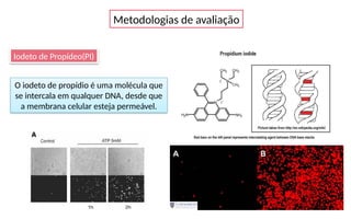 Metodologias de avaliação
Iodeto de Propídeo(PI)
O iodeto de propídio é uma molécula que
se intercala em qualquer DNA, desde que
a membrana celular esteja permeável.
 