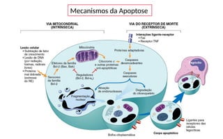 Mecanismos da Apoptose
 