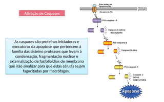 Ativação de Caspases
As caspases são proteínas iniciadoras e
executoras da apoptose que pertencem à
família das cisteíno proteases que levam à
condensação, fragmentação nuclear e
externalização de fosfolipídios de membrana
que irão sinalizar para que estas células sejam
fagocitadas por macrófagos.
 