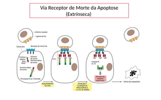 Via Receptor de Morte da Apoptose
(Extrínseca)
 