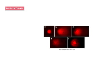 Ensaio de Cometa
Jornal de Aviello e outros (2011) PLOS
 