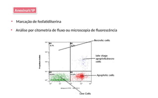 AnexinaV/IP
• Marcação de fosfatidilserina
• Análise por citometria de fluxo ou microscopia de fluorescência
 
