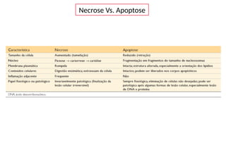 Necrose Vs. Apoptose
 