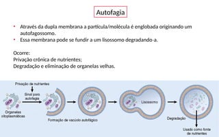 Autofagia
• Através da dupla membrana a partícula/molécula é englobada originando um
autofagossomo.
• Essa membrana pode se fundir a um lisossomo degradando a.
‐
Ocorre:
Privação crônica de nutrientes;
Degradação e eliminação de organelas velhas.
 
