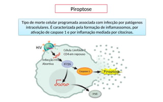 Piroptose
Tipo de morte celular programada associada com infecção por patógenos
intracelulares. É caracterizada pela formação de inflamassomos, por
ativação de caspase 1 e por inflamação mediada por citocinas.
 