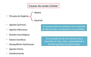Causas da Lesão Celular
• Privação de Oxigênio
Hipóxia
Isquemia
• Agentes Químicos
• Agentes Infecciosos
• Reações Imunológicas
• Fatores Genéticos
• Desequilíbrios Nutricionais
• Agentes Físicos
• Envelhecimento
A resposta celular ao estímulo nocivo depende
do tipo de lesão, sua duração e sua gravidade.
As consequências de um estímulo nocivo
dependem do tipo, status, adaptabilidade e
fenótipo genético da célula lesada.
 