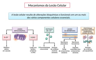 Mecanismos da Lesão Celular
A lesão celular resulta de alterações bioquímicas e funcionais em um ou mais
dos vários componentes celulares essenciais.
 