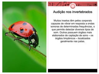Audição nos invertebrados 
Muitos insetos têm pelos corporais 
capazes de vibrar em resposta a ondas 
sonoras de determinadas frequências, o 
que permite detectar diversos tipos de 
som. Outros possuem órgãos mais 
elaborados de captação de sons – os 
órgãos timpânicos – localizados 
geralmente nas patas. 
 
