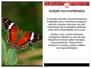 Audição nos invertebrados 
A vibração estimula mecanorreceptores 
localizados sob a membrana timpânica, 
gerando impulsos nervosos que são 
transmitidos até os gânglios cerebrais, 
onde serão interpretados como sons. 
Graças a isso, certas mariposas 
conseguem detectar os sons de alta 
frequência emitidos pelos morcegos, 
seus predadores. Dessa forma, 
localizam o inimigo e podem realizar 
uma fuga estratégica. 
 