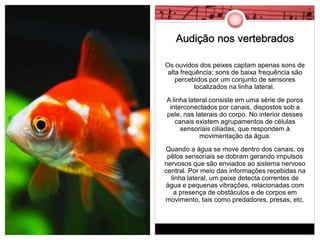 Audição nos vertebrados 
Os ouvidos dos peixes captam apenas sons de 
alta frequência; sons de baixa frequência são 
percebidos por um conjunto de sensores 
localizados na linha lateral. 
A linha lateral consiste em uma série de poros 
interconectados por canais, dispostos sob a 
pele, nas laterais do corpo. No interior desses 
canais existem agrupamentos de células 
sensoriais ciliadas, que respondem à 
movimentação da água. 
Quando a água se move dentro dos canais, os 
pêlos sensoriais se dobram gerando impulsos 
nervosos que são enviados ao sistema nervoso 
central. Por meio das informações recebidas na 
linha lateral, um peixe detecta correntes de 
água e pequenas vibrações, relacionadas com 
a presença de obstáculos e de corpos em 
movimento, tais como predadores, presas, etc. 
 