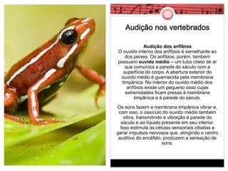 Audição nos vertebrados 
Audição dos anfíbios 
O ouvido interno dos anfíbios é semelhante ao 
dos peixes. Os anfíbios, porém, também 
possuem ouvido médio – um tubo cheio de ar 
que comunica a parede do sáculo com a 
superfície do corpo. A abertura exterior do 
ouvido médio é guarnecida pela membrana 
timpânica. No interior do ouvido médio dos 
anfíbios existe um pequeno osso cujas 
extremidades ficam presas à membrana 
timpânica e à parede do sáculo. 
Os sons fazem a membrana timpânica vibrar e, 
com isso, o ossículo do ouvido médio também 
vibra, transmitindo a vibração à parede do 
sáculo e ao líquido presente em seu interior. 
Isso estimula as células sensoriais ciliadas a 
gerar impulsos nervosos que, atingindo o centro 
auditivo do encéfalo, produzem a sensação de 
sons. 
 