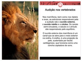 Audição nos vertebrados 
Nos mamíferos, bem como nos répteis 
e aves, as estruturas responsáveis pela 
a audição são o ouvido externo, 
o ouvido médio e a cóclea. Os canais 
semi-circulares, o sáculo e o utrículo 
são responsáveis pelo equilíbrio. 
O ouvido externo dos mamíferos é um 
canal que se abre para o meio exterior 
na orelha. A orelha, é uma projeção da 
pele, sustentada por tecido 
cartilaginoso, que funciona como uma 
concha captadora de sons. 
 
