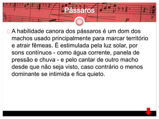 A habilidade canora dos pássaros é um dom dos 
machos usado principalmente para marcar território 
e atrair fêmeas. É estimulada pela luz solar, por 
sons contínuos - como água corrente, panela de 
pressão e chuva - e pelo cantar de outro macho 
desde que não seja visto, caso contrário o menos 
dominante se intimida e fica quieto. 
 