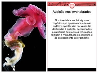 Audição nos invertebrados 
Nos invertebrados, há algumas 
espécies que apresentam sistemas 
auditivos constituídos por vesículas 
destinadas à audição, denominadas 
estatocistos ou otocistos, vinculadas 
também à manutenção do equilíbrio e 
ao deslocamento do organismo. 
 