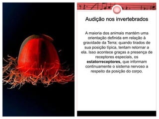 Audição nos invertebrados 
A maioria dos animais mantém uma 
orientação definida em relação à 
gravidade da Terra; quando tirados de 
sua posição típica, tentam retornar a 
ela. Isso acontece graças a presença de 
receptores especiais, os 
estatorreceptores, que informam 
continuamente o sistema nervoso a 
respeito da posição do corpo. 
 