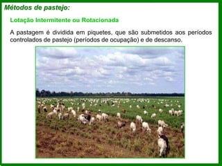 Métodos de pastejo:
Lotação Intermitente ou Rotacionada
A pastagem é dividida em piquetes, que são submetidos aos períodos
controlados de pastejo (períodos de ocupação) e de descanso.
 