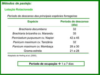 Métodos de pastejo:
Espécie Período de descanso
(dia)
Brachiaria decumbens 32
Brachiaria brizantha cv. Marandu 35
Pennisetum purpureum cv. Napier 42 a 45
Panicum maximum cv. Tanzânia 32
Panicum maximum cv. Mombaça 28 a 30
Grama-estrela 21 a 28
Adaptado de Herling et al. (2005).
Período de descanso das principais espécies forrageiras
Lotação Rotacionada
Período de ocupação  1 a 7 dias
 