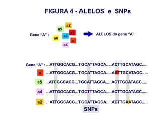 FIGURA 4 - ALELOS e SNPs

                     a2
               a5
                         a1      ALELOS do gene “A”
 Gene “A” :         a3
              a6
                          a
                    a4




Gene “A” : ...ATTGGCACG...TGCATTAGCA.....ACTTGCATAGC.....

     a   ...ATTGGCACG...TGCATTAGCA.....AGTTGCATAGC.....

     a5 ...ATCGGCACG...TGCATTAGCA.....ACTTGCATAGC.....

     a4 ...ATTGGCACG...TGCTTTAGCA.....ACTTGCATAGC.....

     a2 ...ATTGGCACG...TGCATTAGCA.....ACTTGAATAGC.....
                              SNPs
 