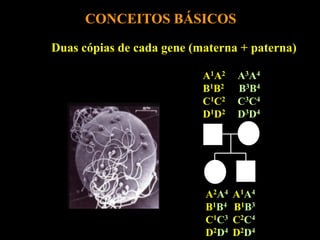 CONCEITOS BÁSICOS
Duas cópias de cada gene (materna + paterna)

                           A1A2   A3A4
                           B1B2   B3B4
                           C1C2   C3C4
                           D1D2   D3D4




                           A2A4   A1A4
                           B1B4   B1B3
                           C1C3   C2C4
                           D2D4   D2D4
 