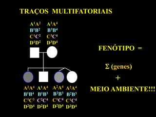 TRAÇOS MULTIFATORIAIS
  A1A2    A3A4
  B1B2    B3B4
  C1C2    C3C4
  D1D2    D3D4
                              FENÓTIPO =

                               S (genes)
                                  +
A2A4   A1A4   A2A4   A2A4   MEIO AMBIENTE!!!
B1B4   B1B3   B2B3   B2B3
C1C3   C2C4   C1C4   C1C4
D2D4   D2D4   D2D4   D2D4
 